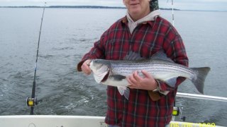 Chesapeake Bay Nice Rockfish 3 #33