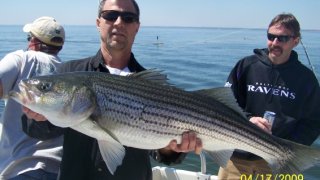 Chesapeake Bay Trophy Rockfish 4 #78