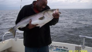 Chesapeake Bay Trophy Rockfish 3 #10