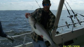 Chesapeake Bay Nice Rockfish #8