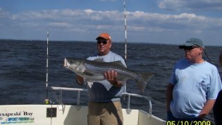 Chesapeake Bay Trophy Rockfish 3 #17