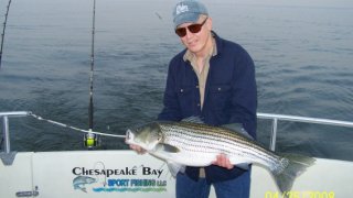 Chesapeake Bay Trophy Rockfish #19