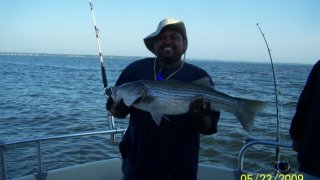 Chesapeake Bay Nice Rockfish #17