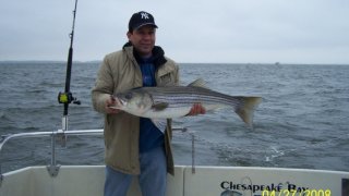 Chesapeake Bay Trophy Rockfish 3 #2