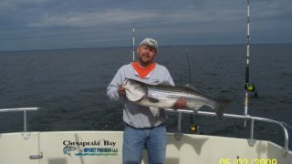 Chesapeake Bay Trophy Rockfish 4 #72